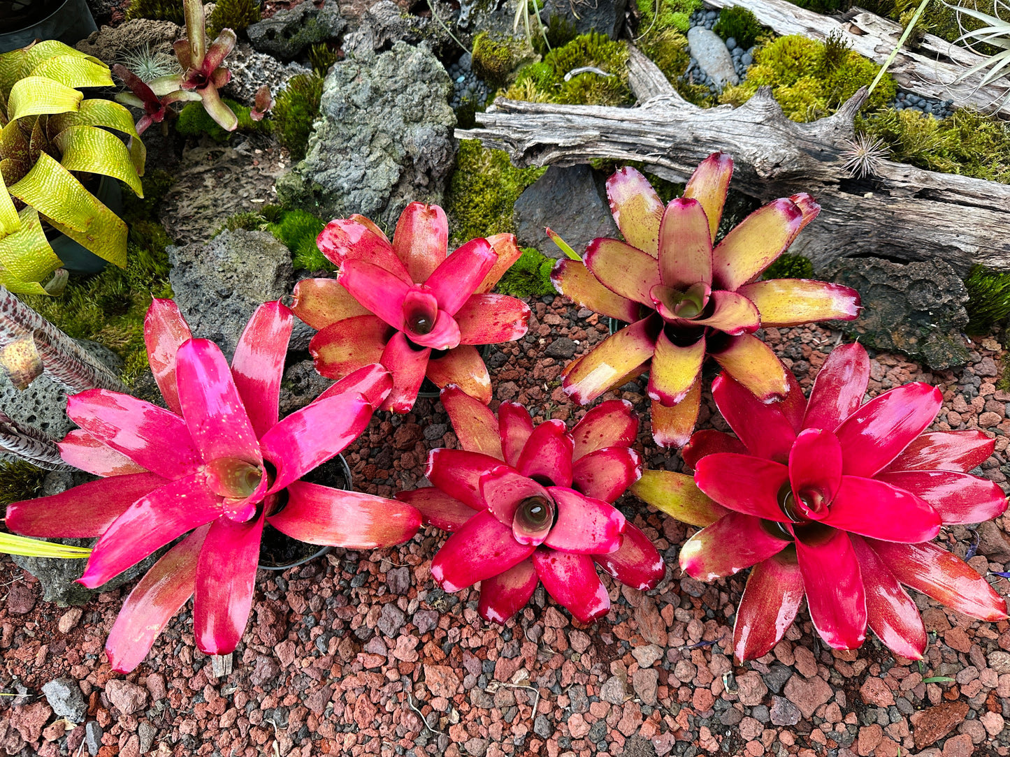 Assorted Neoregelia