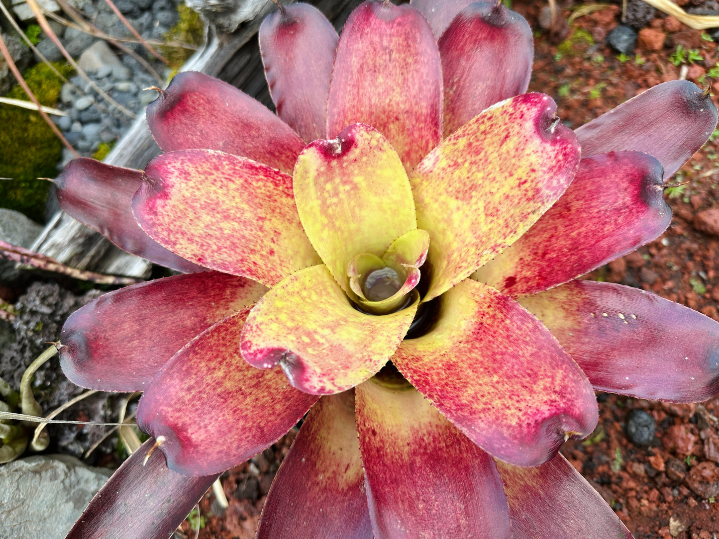 Neoregelia Gold Fever x (Carcharodon Tiger x Ornato)