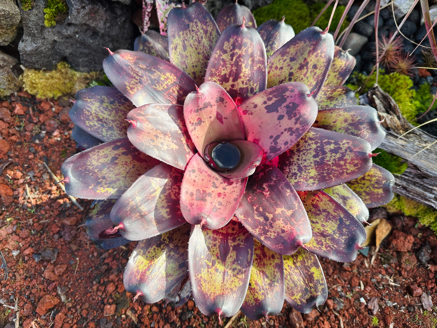 Neoregelia ‘Bruddah’