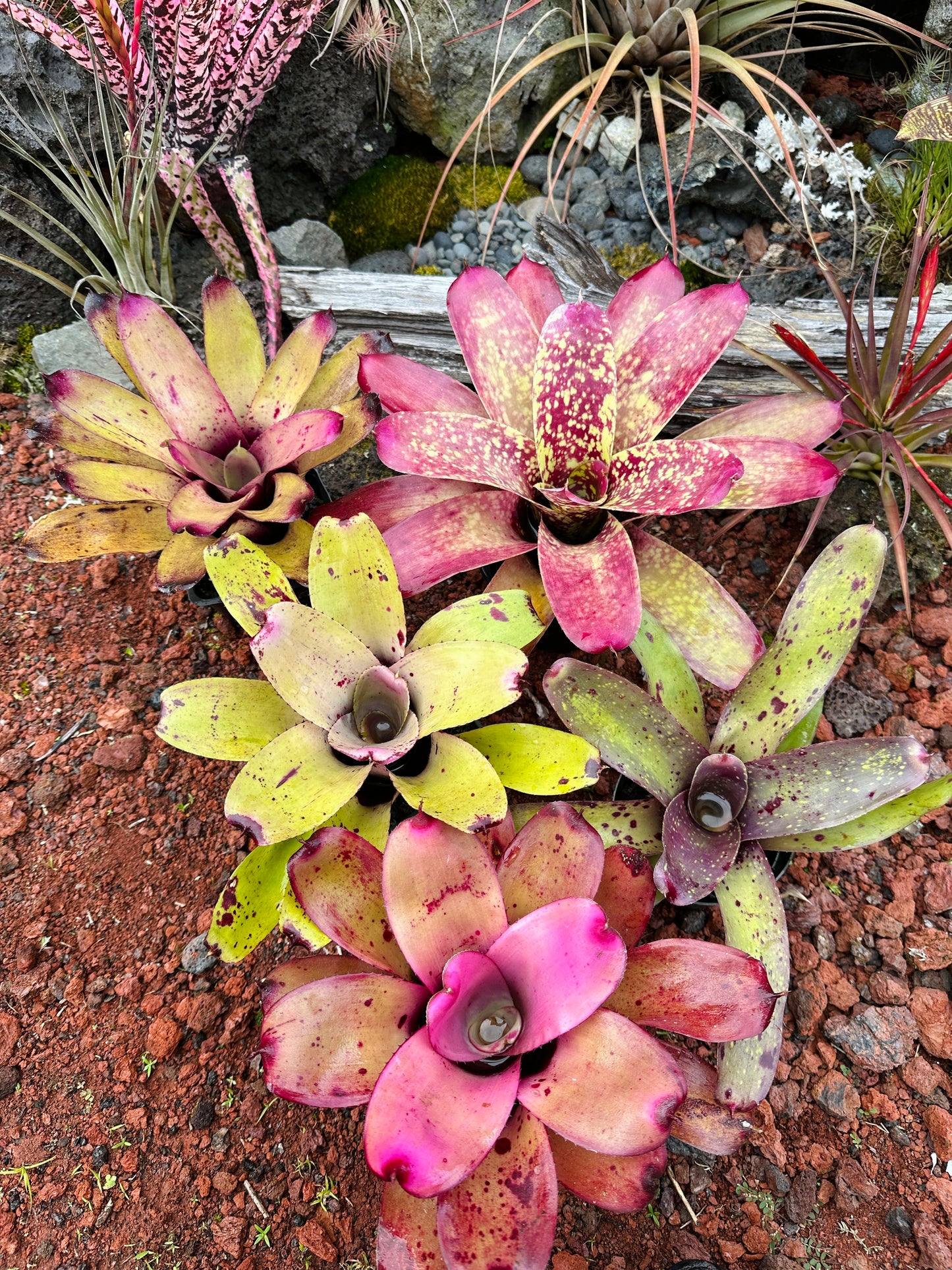 Assorted Neoregelia