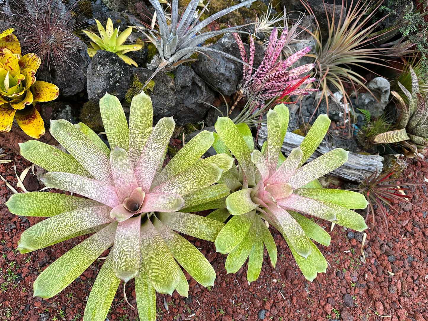 Vriesea ‘Annique’