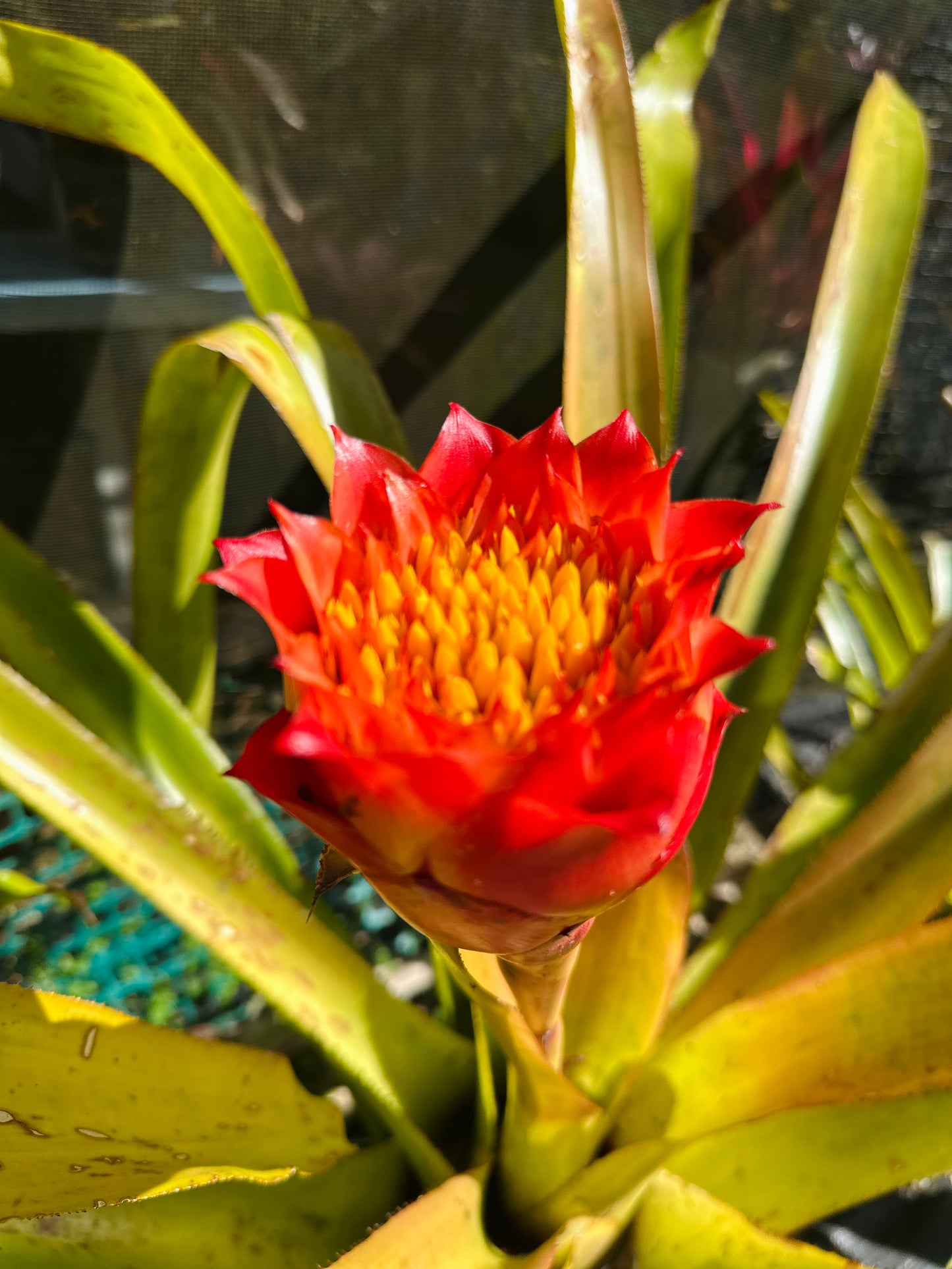 Canistrum aurantiacum