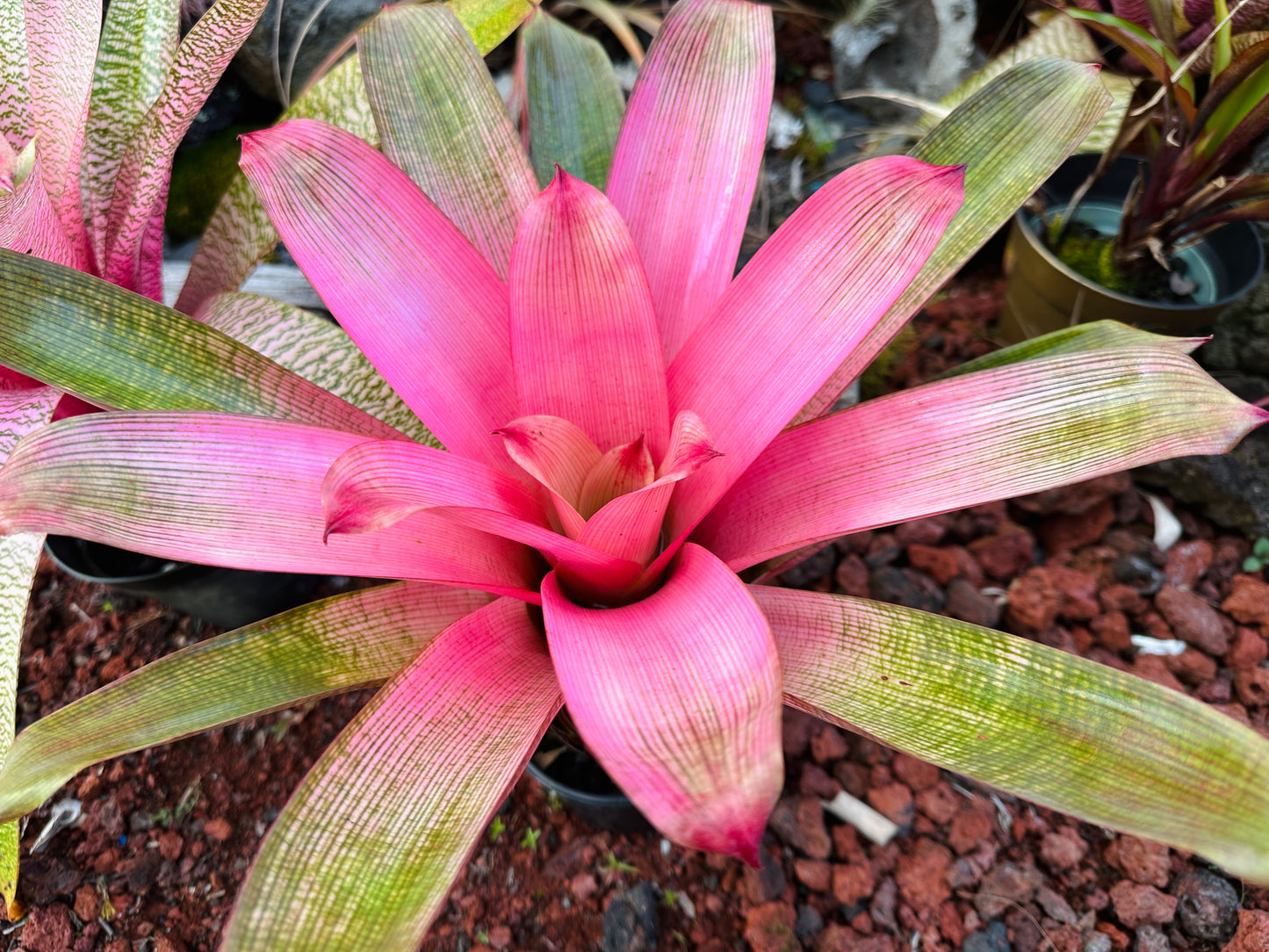 Vriesea ‘Hawaiian Pink Mist’