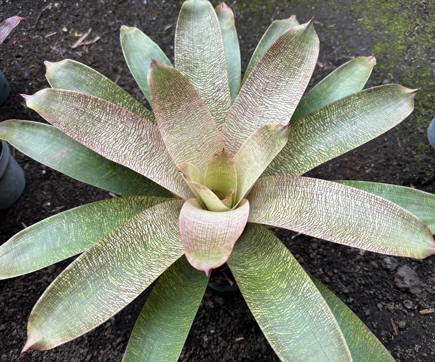Vriesea ‘Kiku’ x ‘White Lighting’