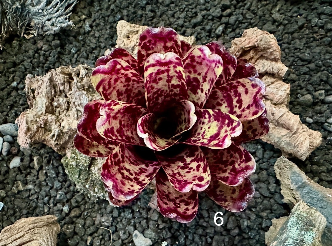 Assorted Neoregelia Minis