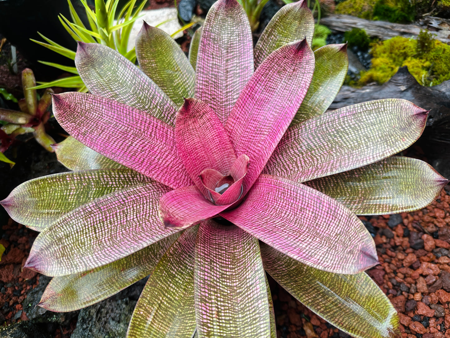 Vriesea hieroglyphica x ‘Pahoa Beauty’