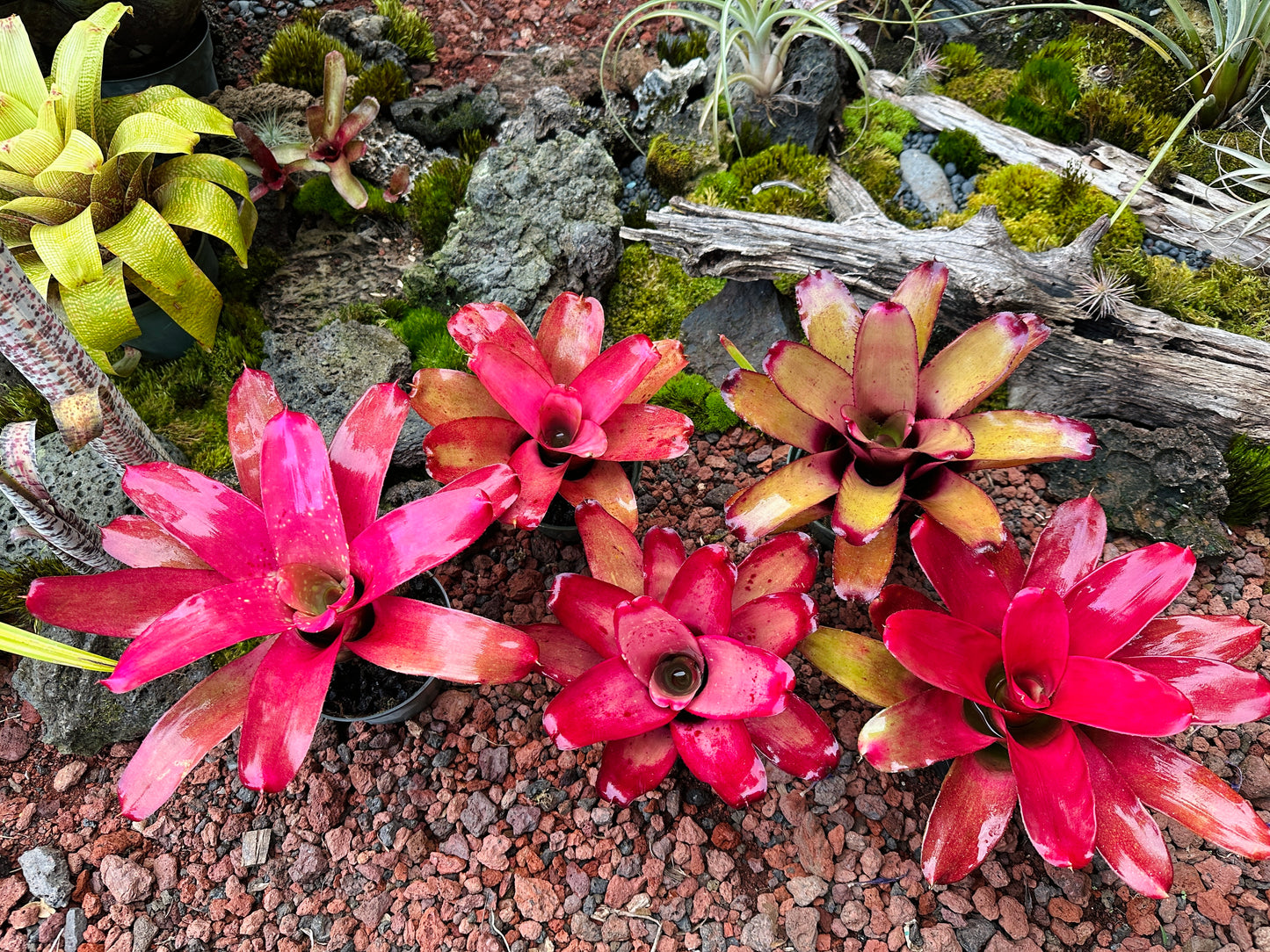 Assorted Neoregelia