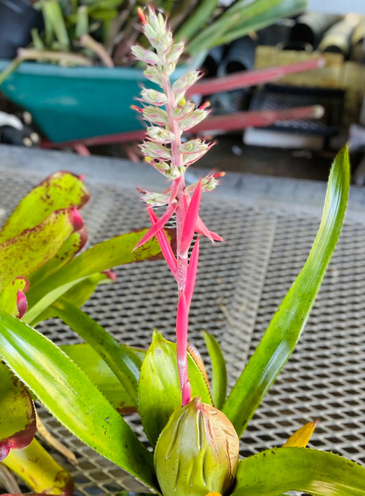 Aechmea brassicoides