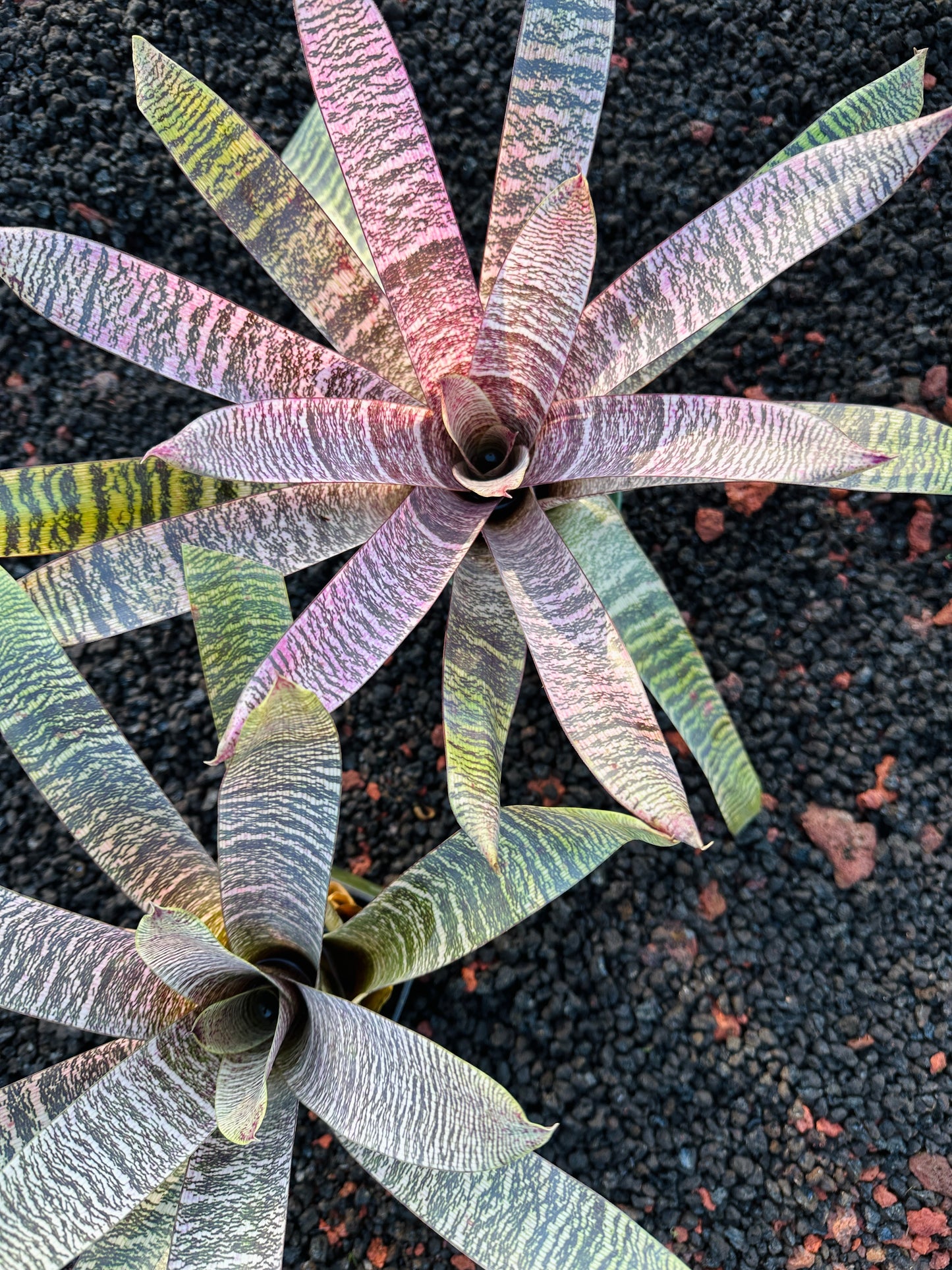 Vriesea ‘Ellen Yoshimura Harrell’