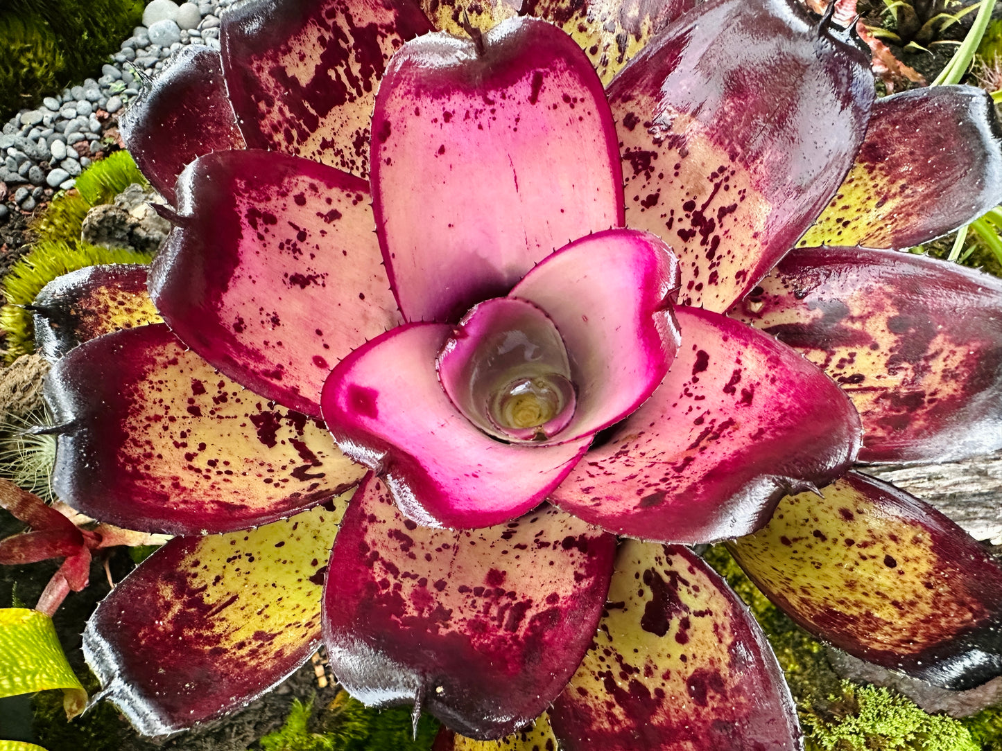 Neoregelia ‘Hawaiian Warrior’