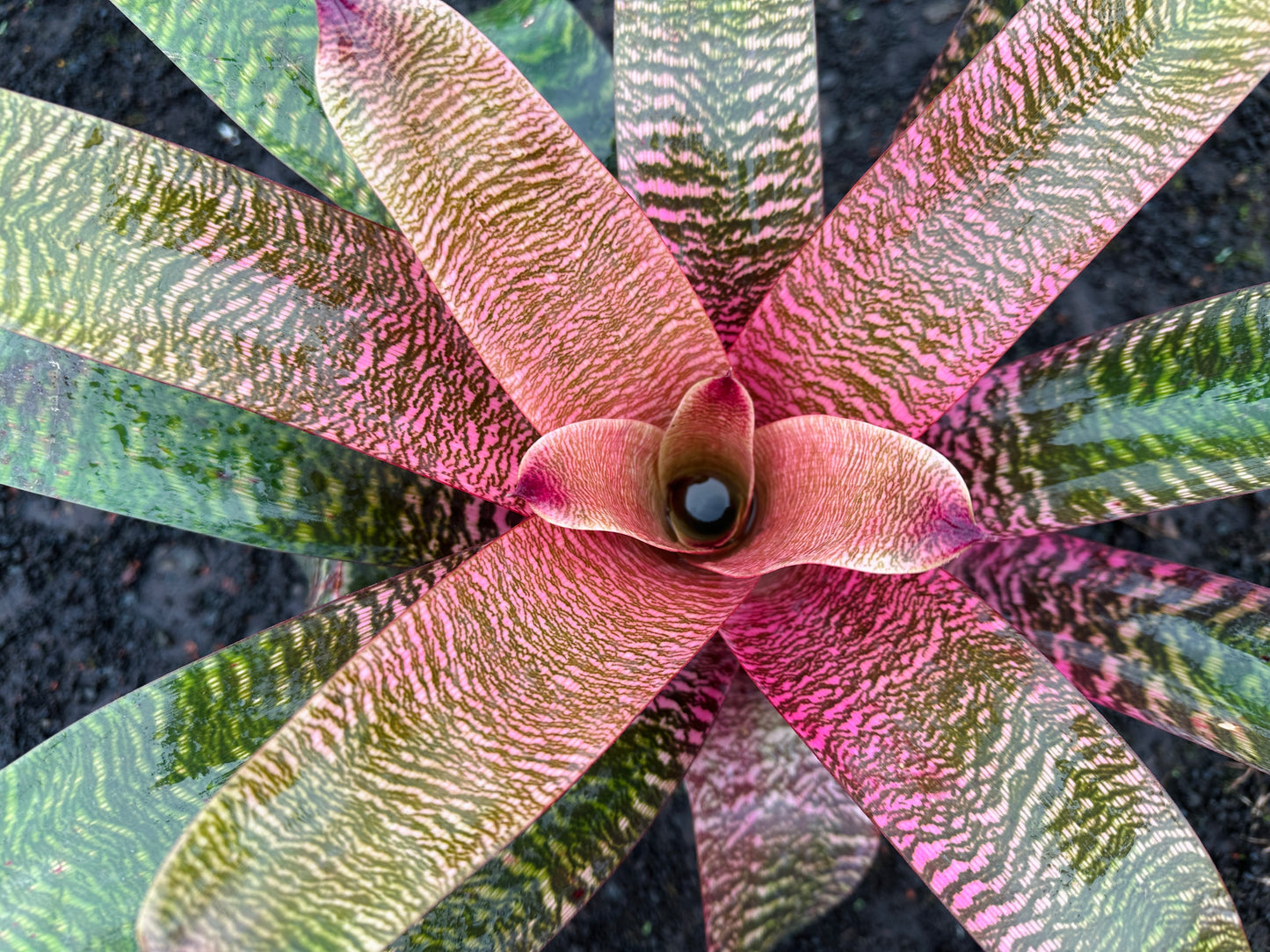 Vriesea ‘Hawaiian Pink Tiger’