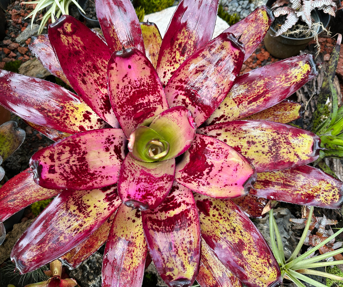 Neoregelia ‘Ninja’ x ‘Takemura Grande’