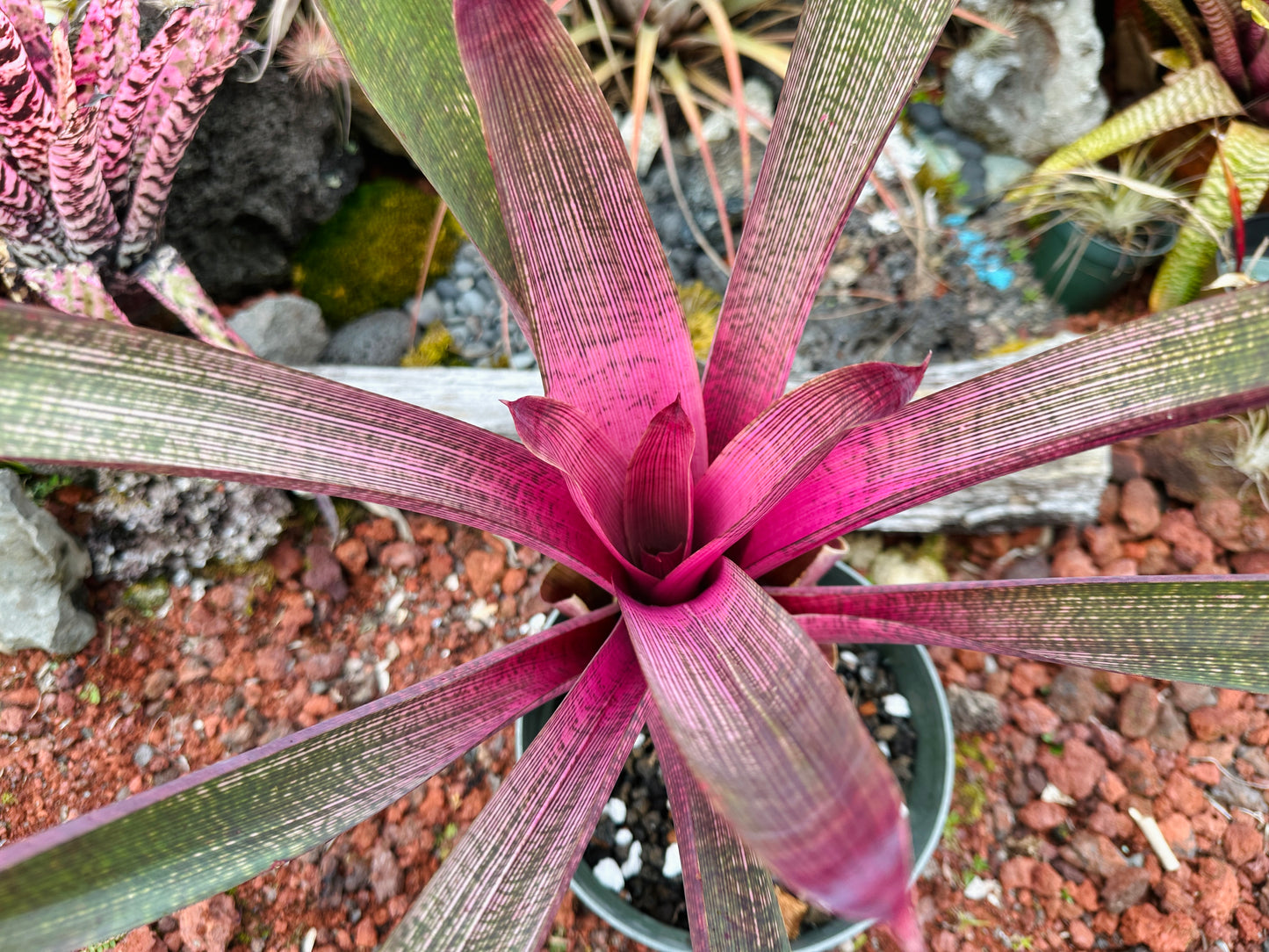 Vriesea ‘Ku’ulei Nani’