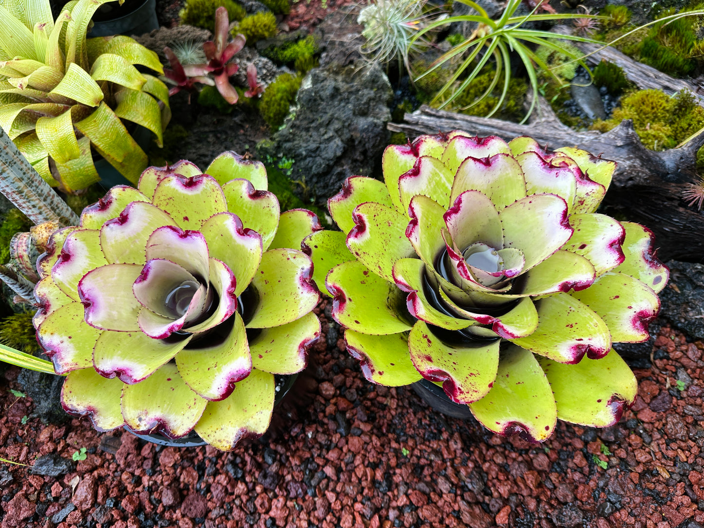 Neoregelia ‘Lilikoi’