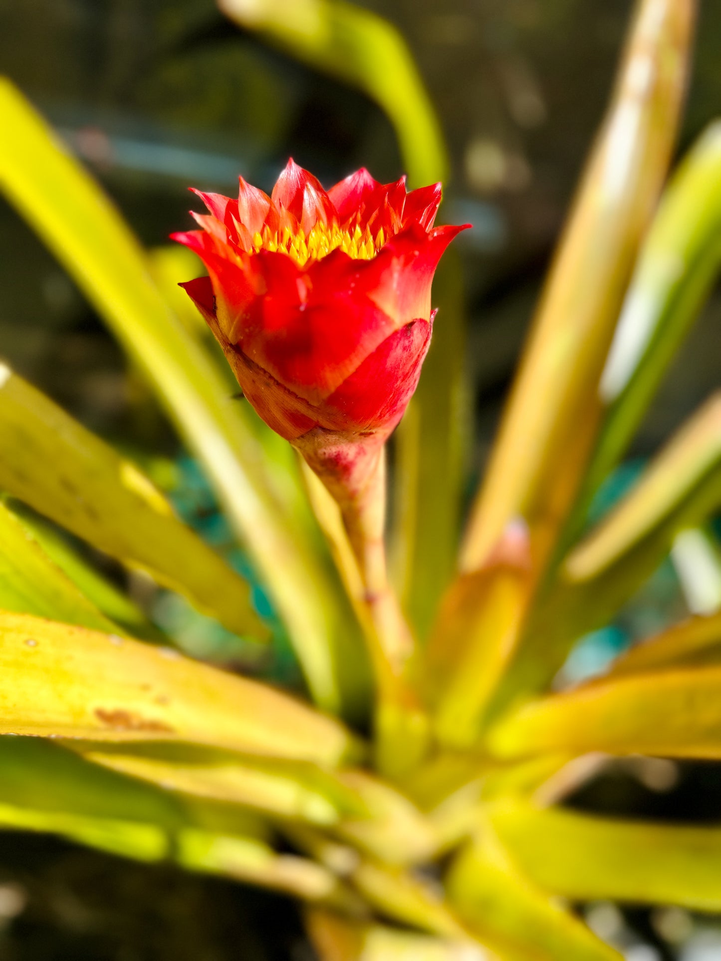 Canistrum aurantiacum