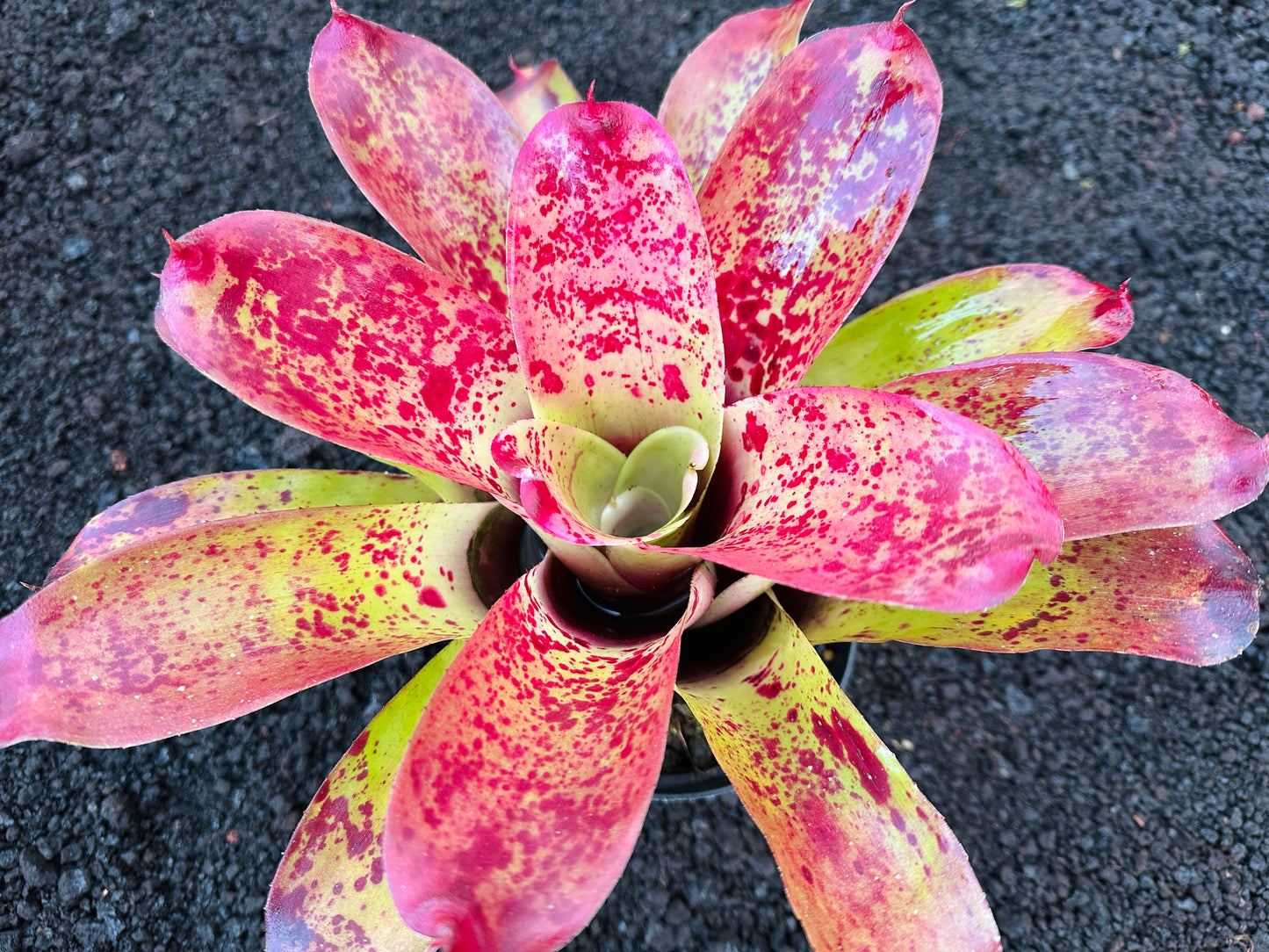 Neoregelia ‘Queen’s Jubilee’