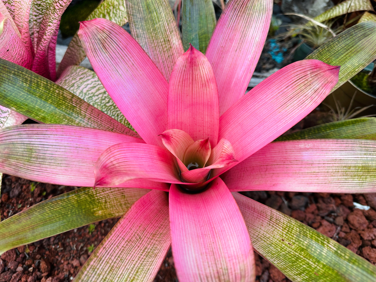 Vriesea ‘Hawaiian Pink Mist’