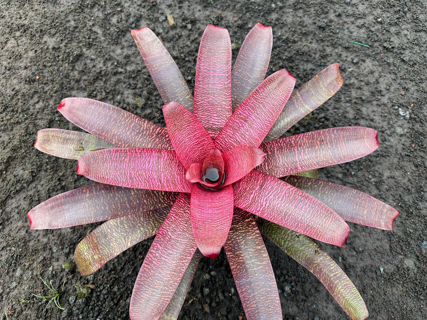 Vriesea ‘Kilauea’ x ‘White Lighting’