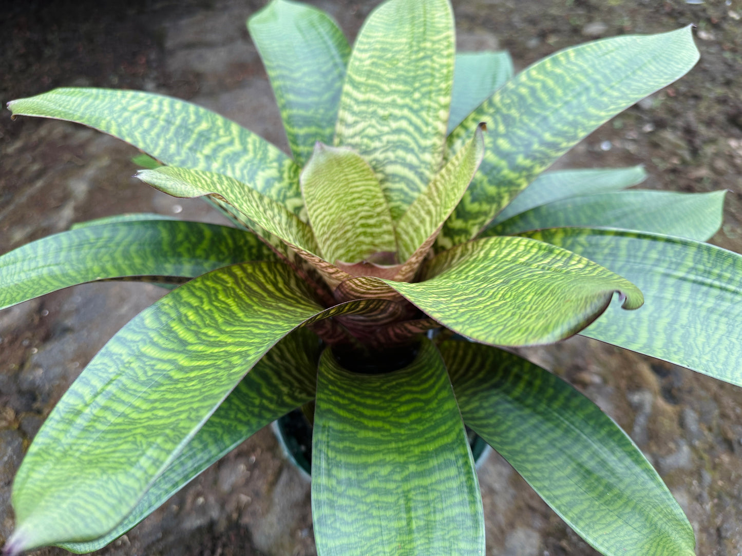 Vriesea hieroglyphica x ‘Red Dragon’