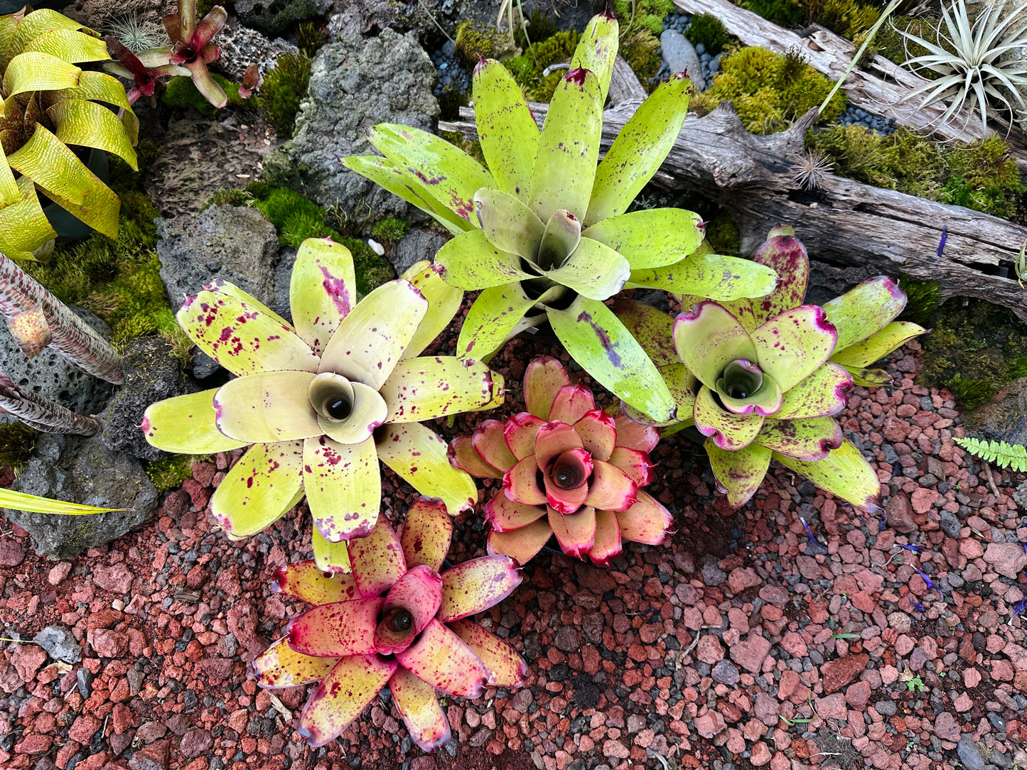 Assorted Neoregelia