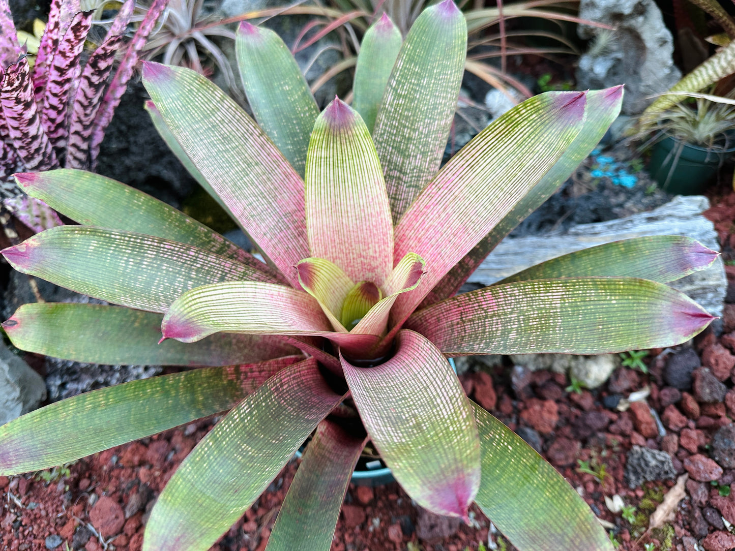 Vriesea ‘Kaumana’ x ‘Sakurai’