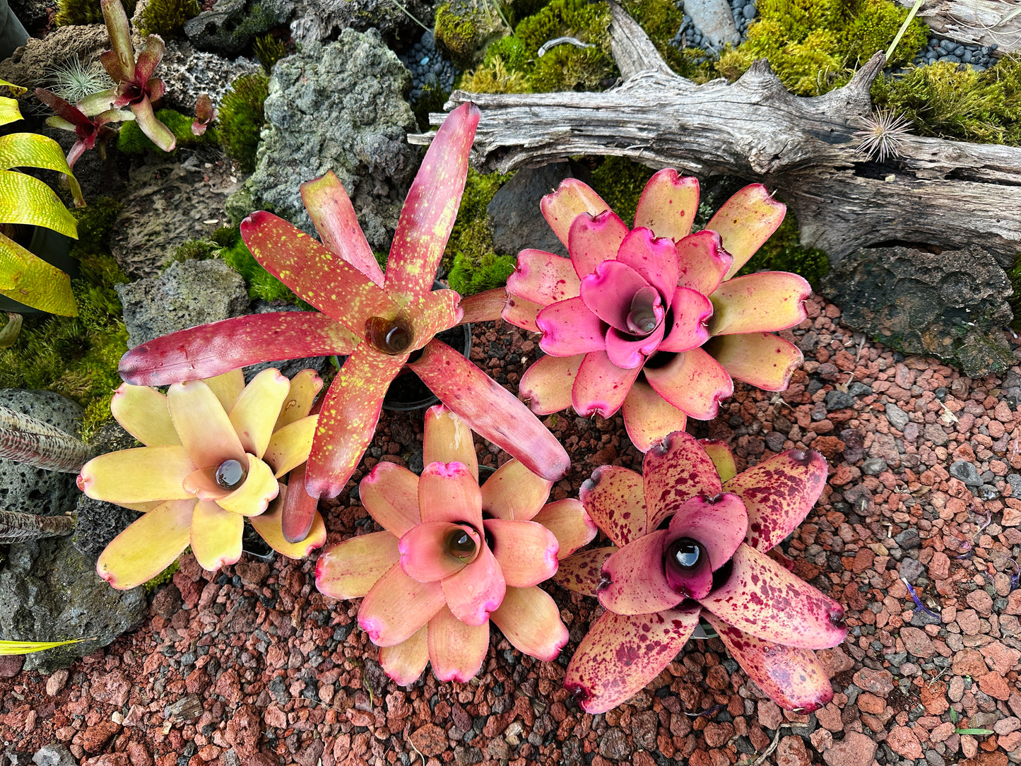 Assorted Neoregelia