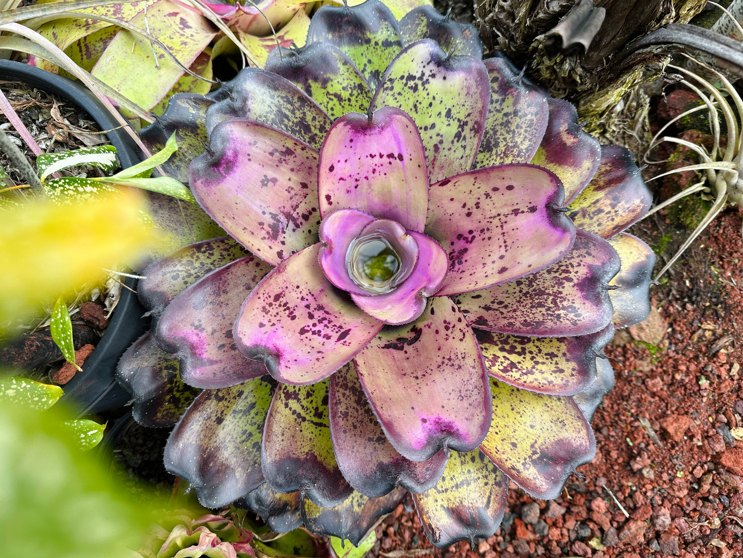 Neoregelia ‘Royanne’