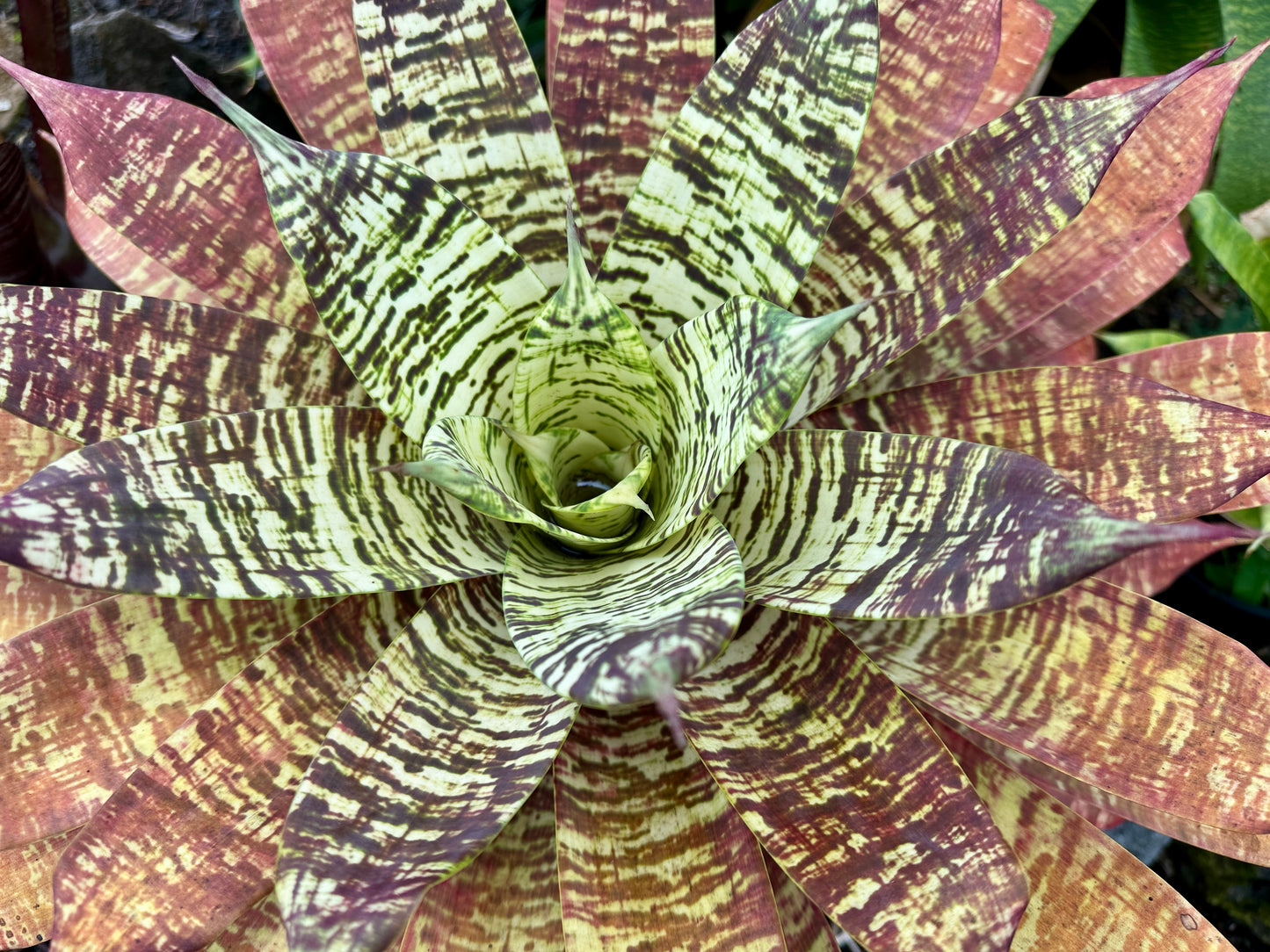 Goudaea Golden Dragon