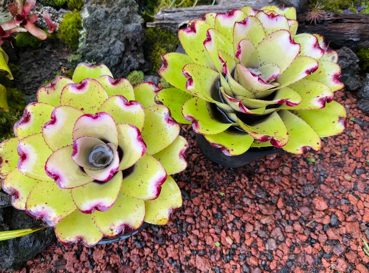 Neoregelia ‘Lilikoi’