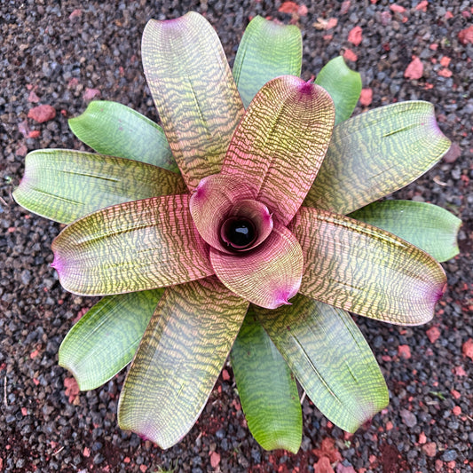 Vriesea hieroglyphica x ‘Sherlette’s Pride