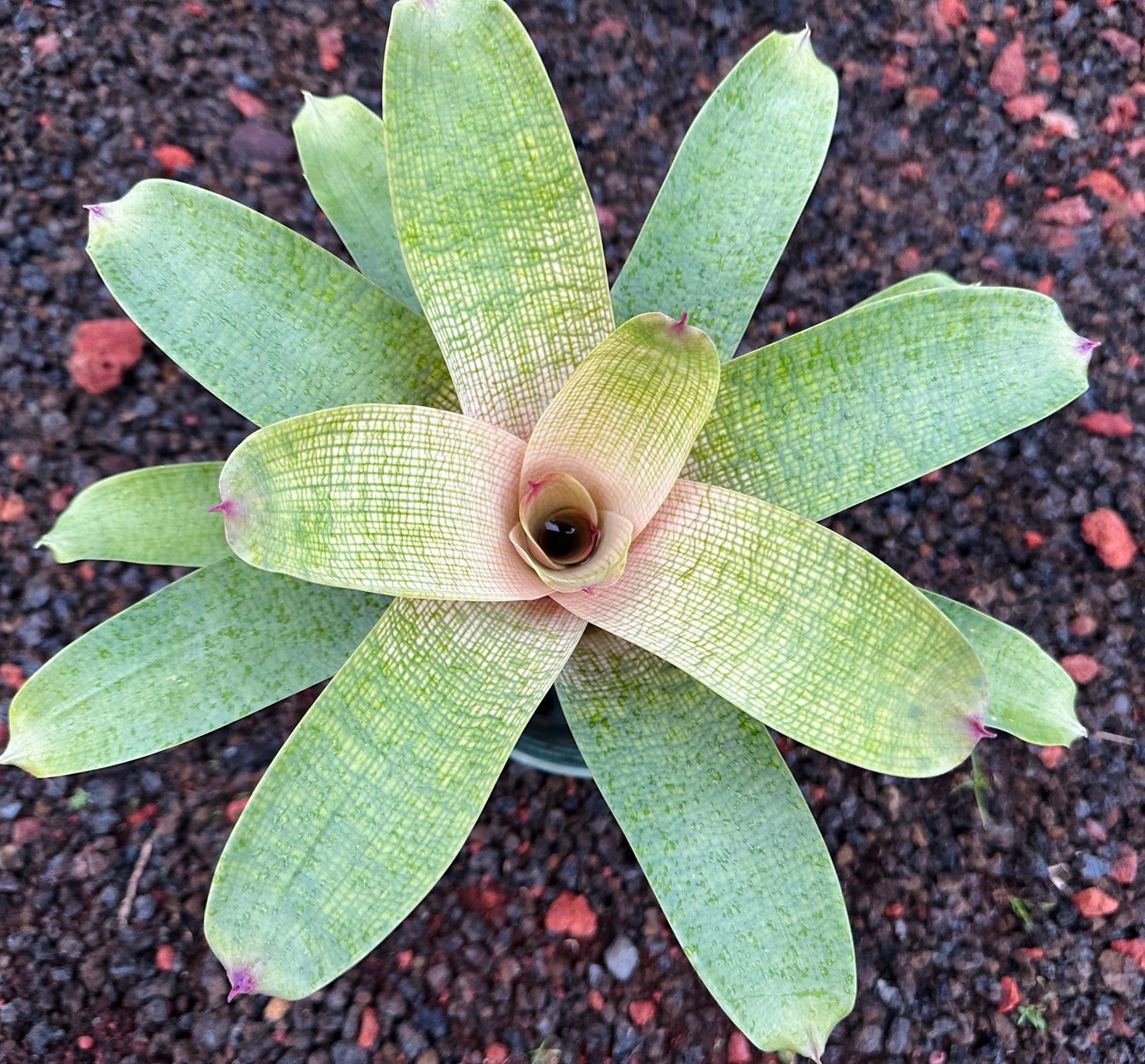 Vriesea ‘Pride of Hilo’ F2 x ‘Winds of Mauna Kea’
