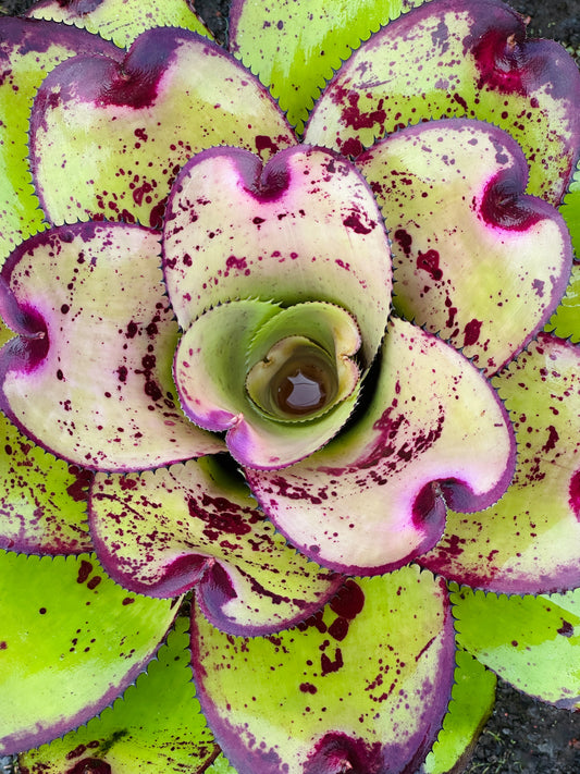 Neoregelia ‘Yokozuna’