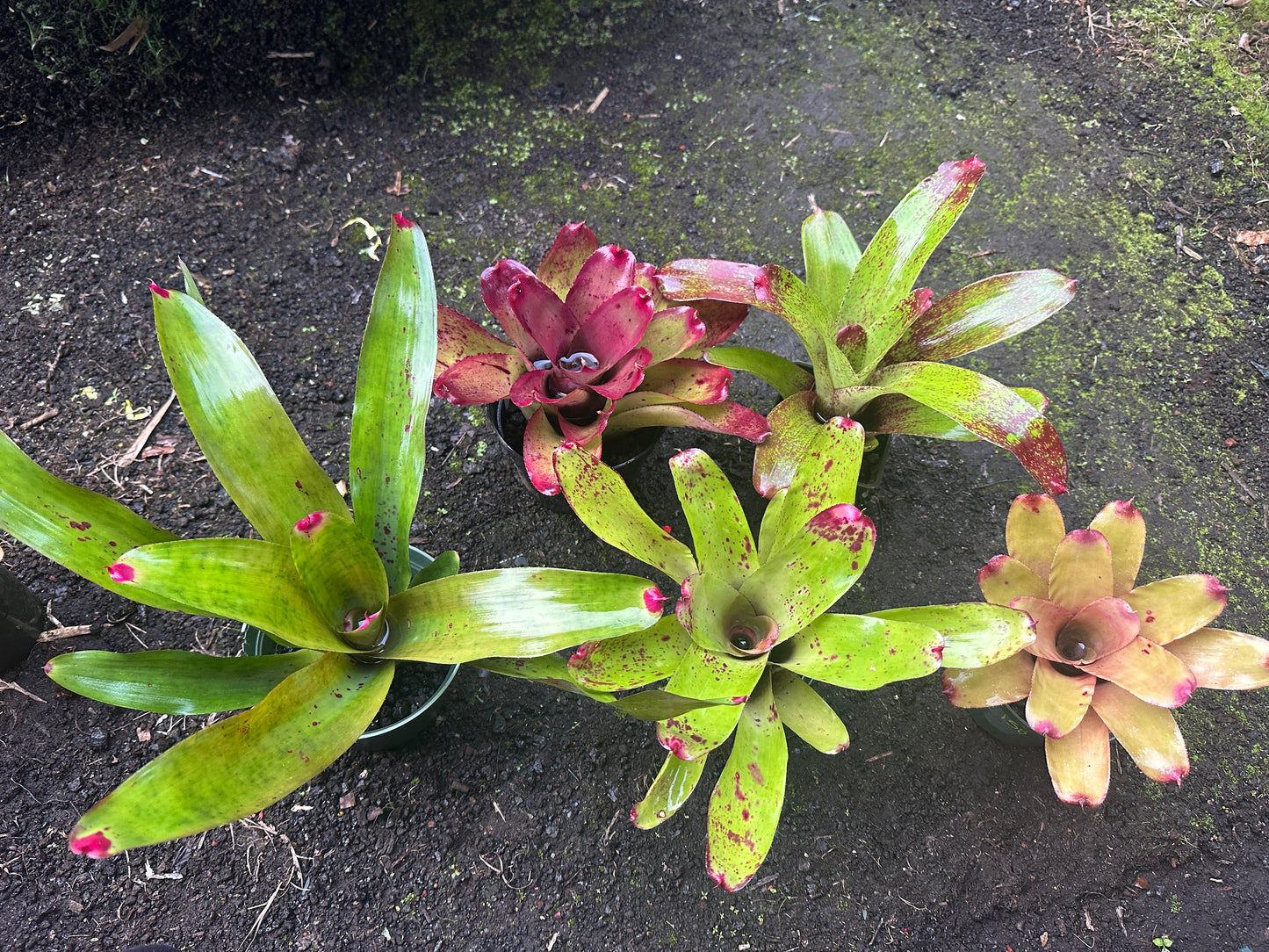 Assorted Neoregelia