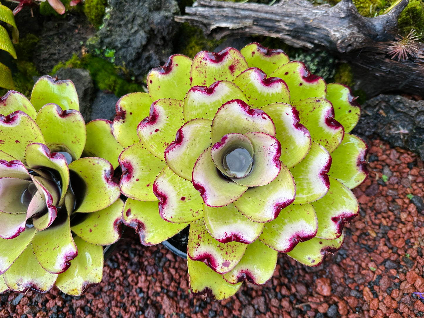Neoregelia ‘Lilikoi’