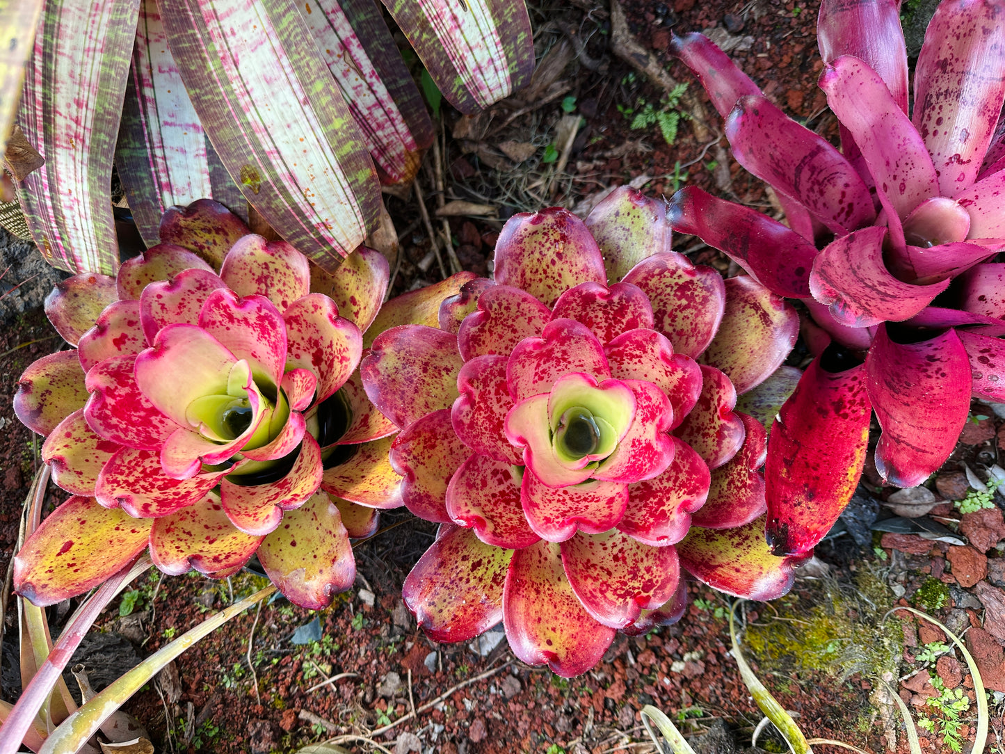 Neoregelia ‘John Hirota’