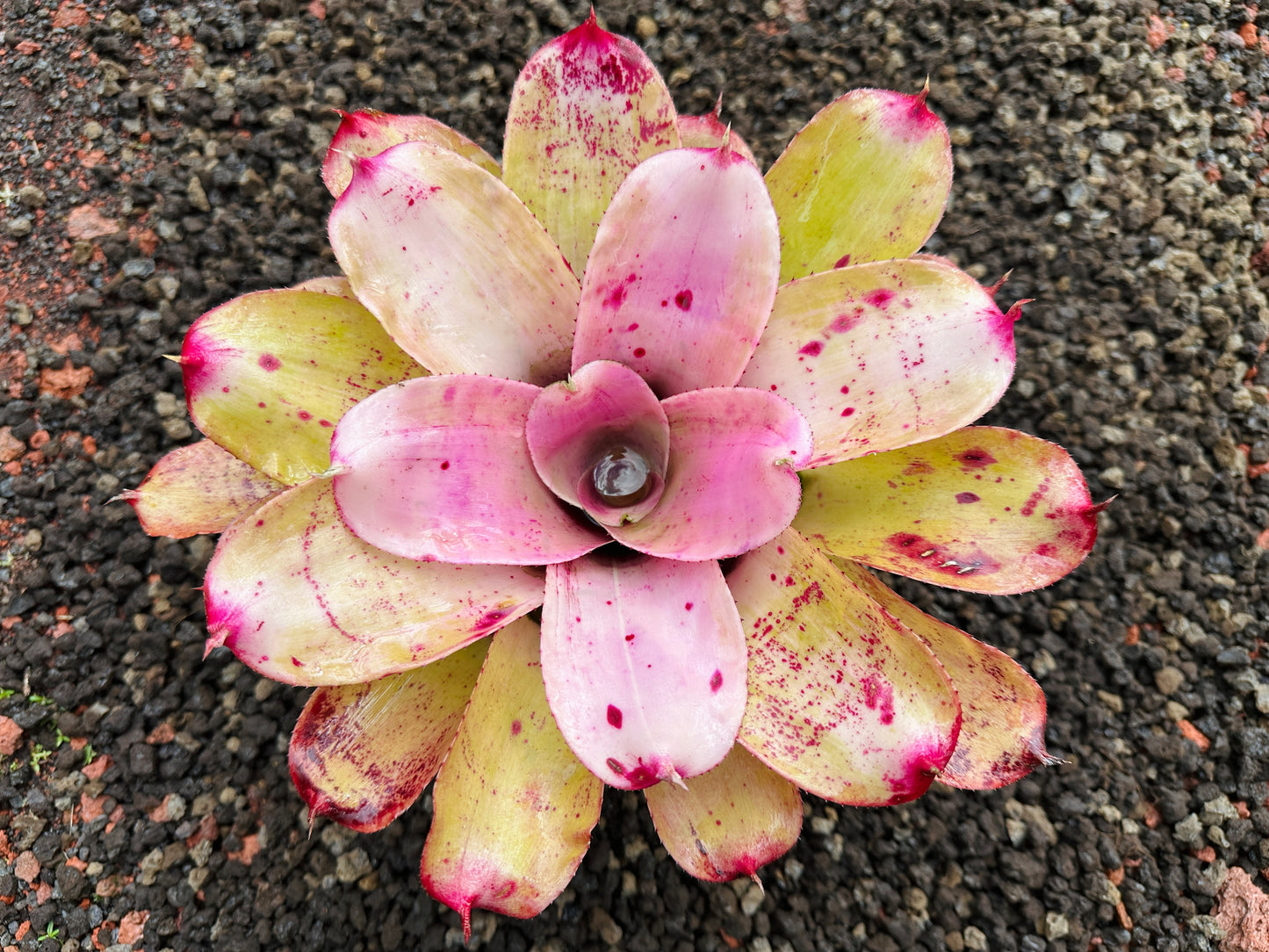 Neoregelia ‘Michi’ x ‘Lilikoi’