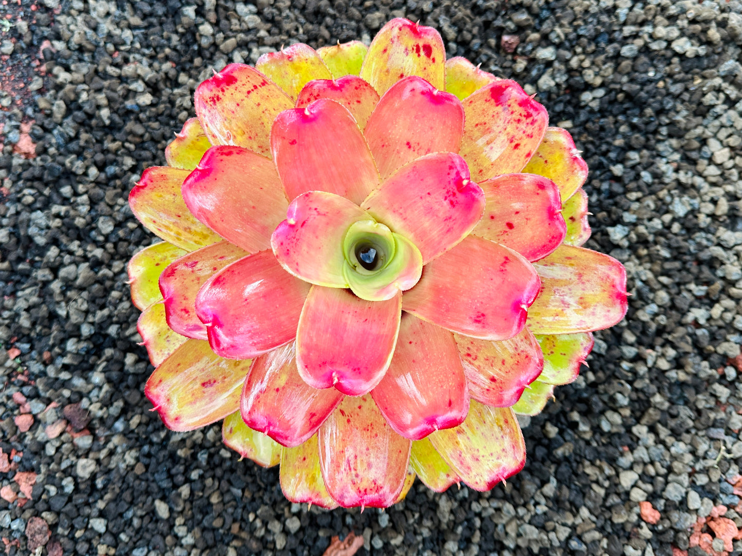 Neoregelia ‘Orange Crush’ x ‘Hawaiian Rainforest’