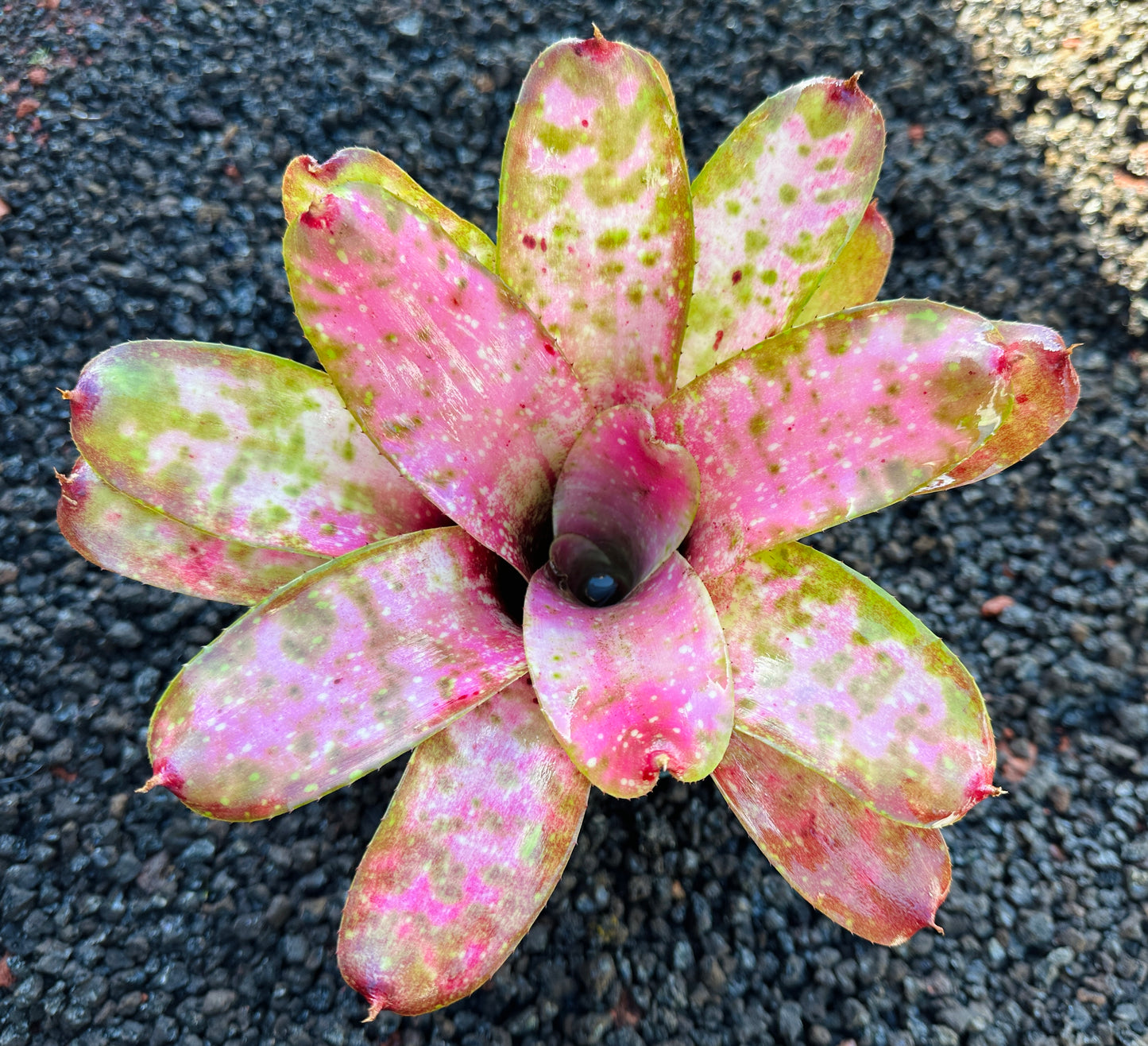 Neoregelia ‘Pink Mosaic’