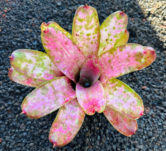 Neoregelia ‘Pink Mosaic’