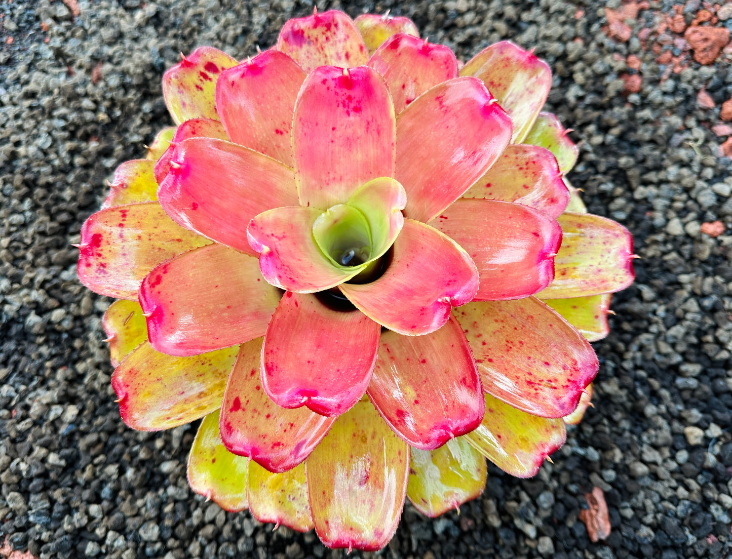 Neoregelia ‘Orange Crush’ x ‘Hawaiian Rainforest’