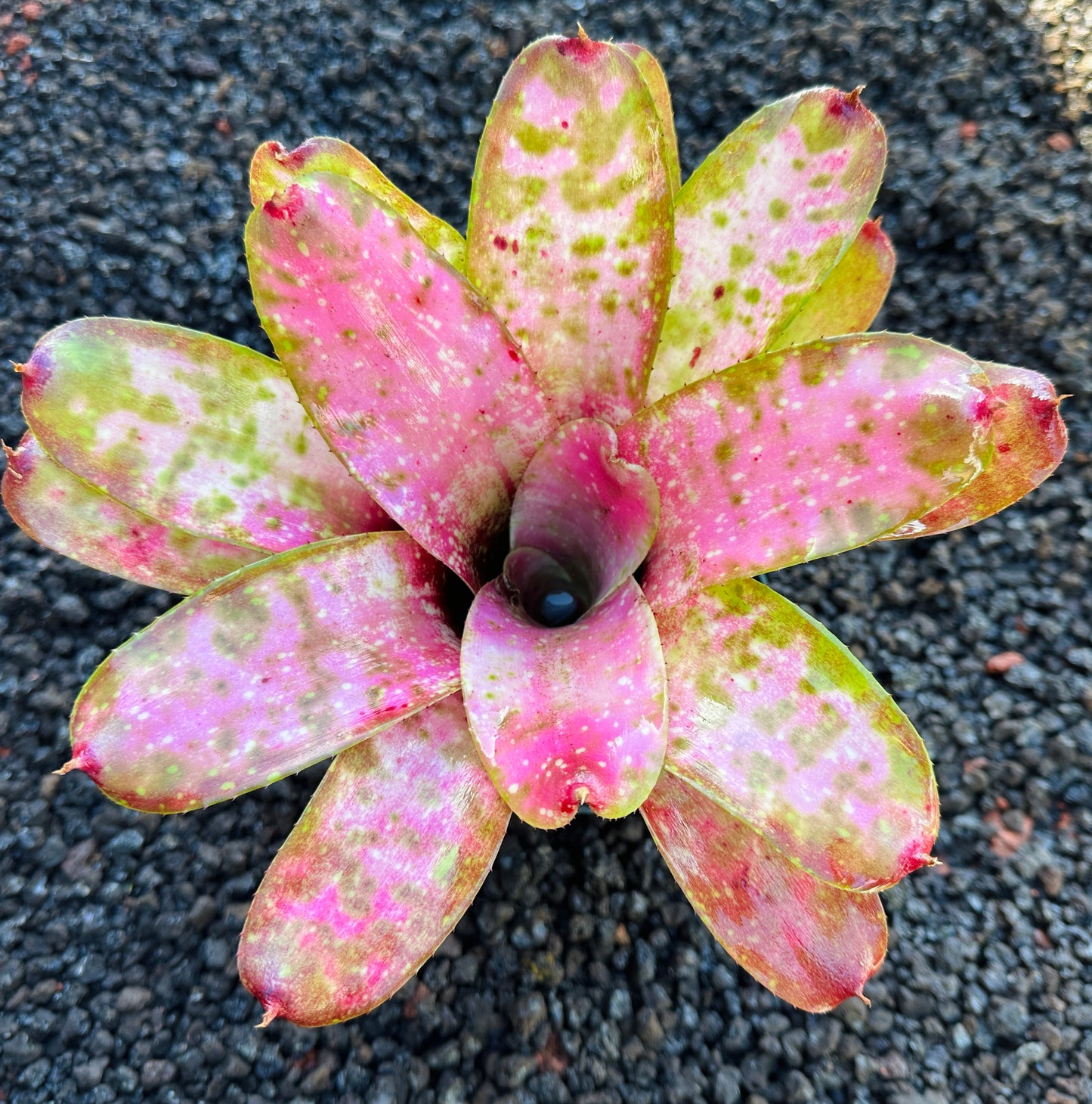 Neoregelia ‘Pink Mosaic’