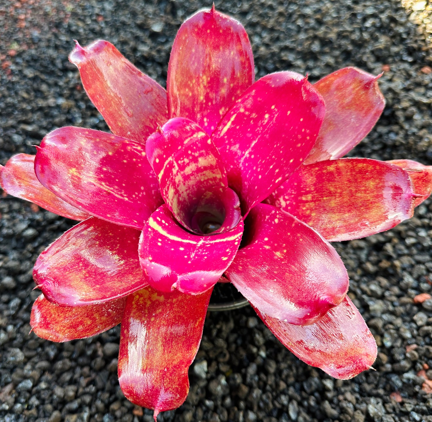 Neoregelia ‘Treasure Chest’ F2