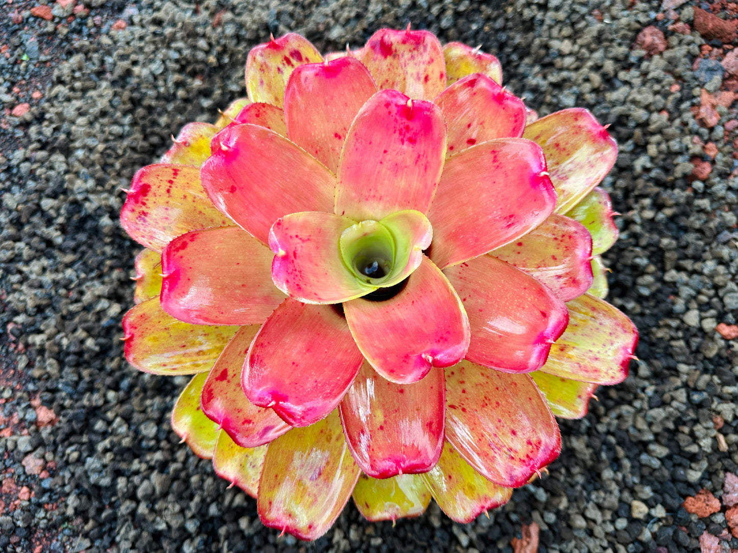 Neoregelia ‘Orange Crush’ x ‘Hawaiian Rainforest’