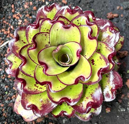 Neoregelia ‘Kohala Sunset’