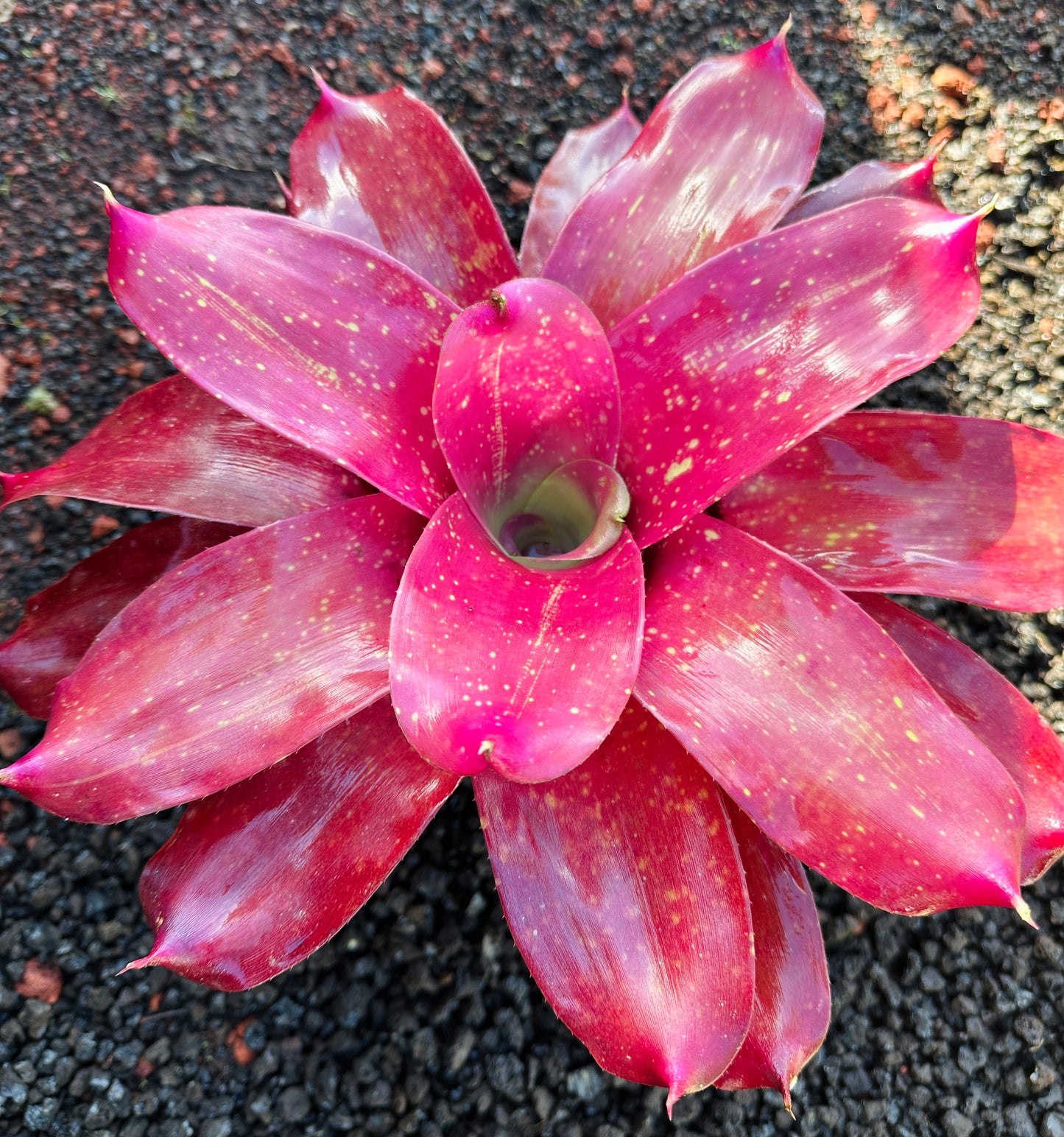 Neoregelia ‘Gold Fever’ x ‘Kona Gold’