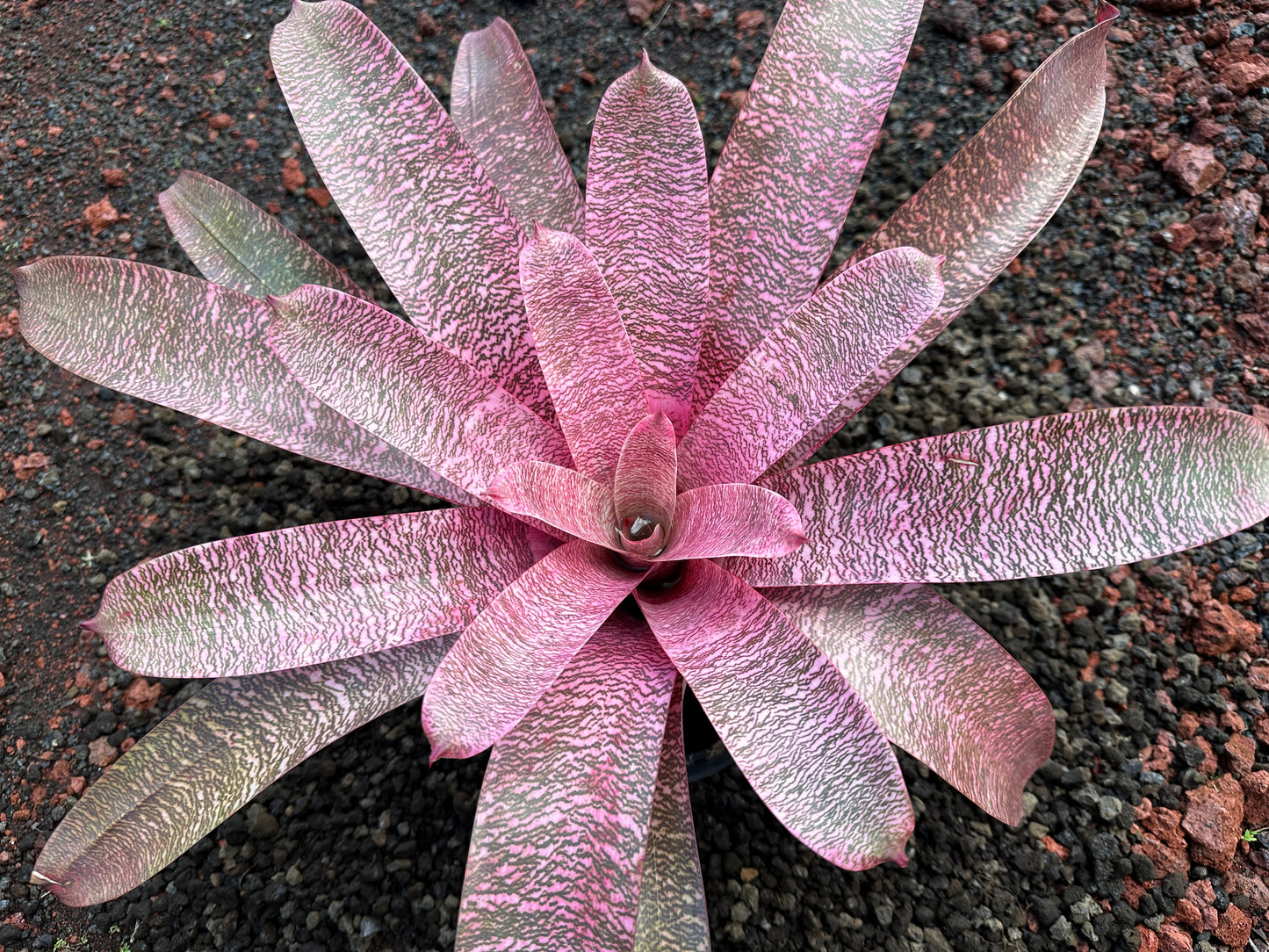 Vriesea ‘Pride of Hilo’