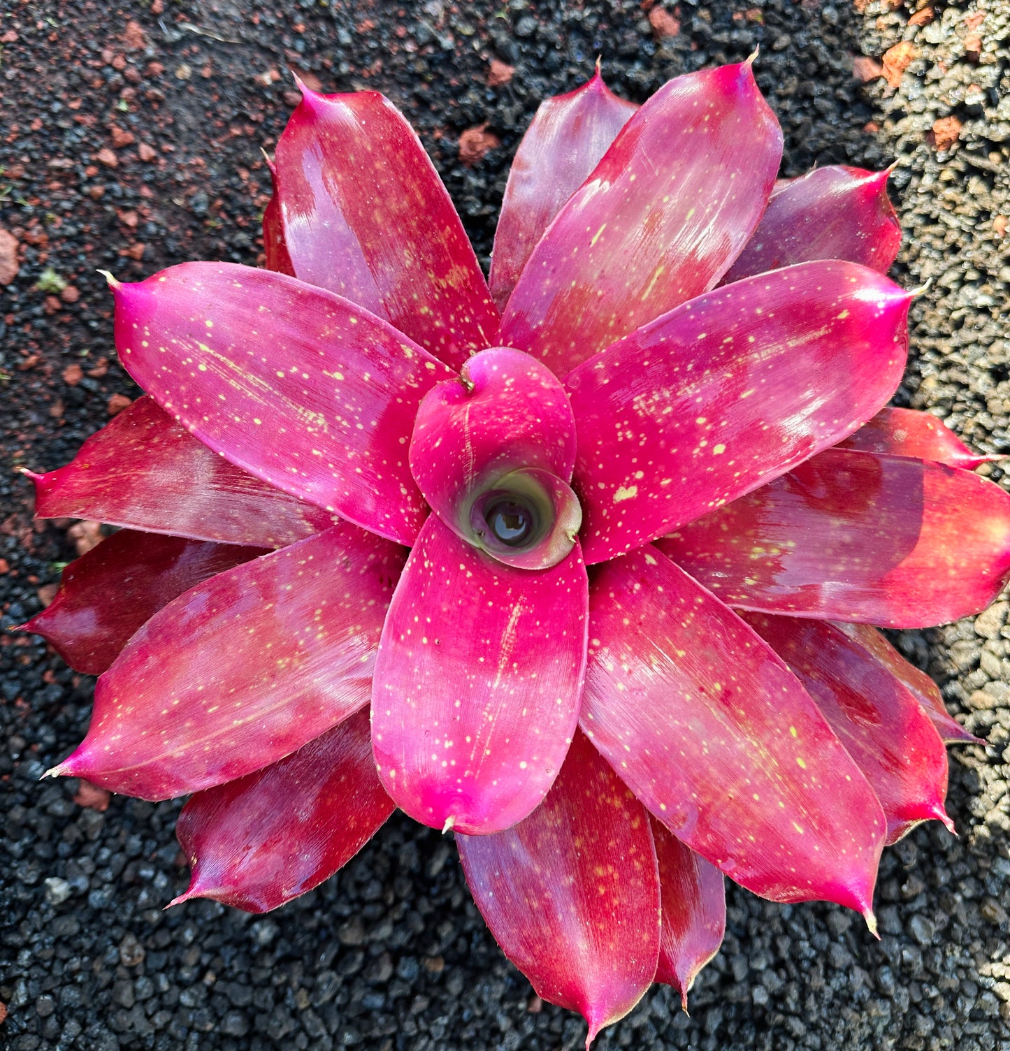 Neoregelia ‘Gold Fever’ x ‘Kona Gold’