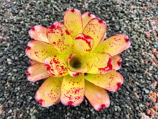 Neoregelia ‘Michi’ x ‘Mini Me’