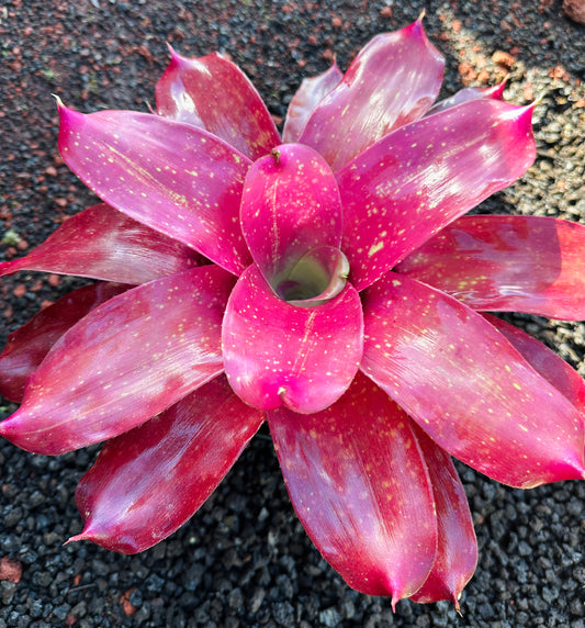 Neoregelia ‘Gold Fever’ x ‘Kona Gold’