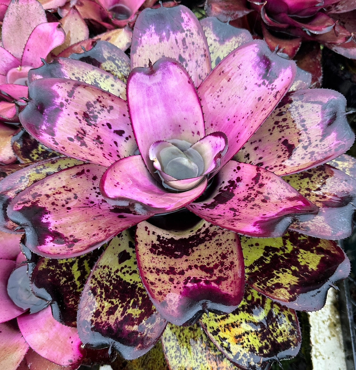 Neoregelia ‘Royanne’